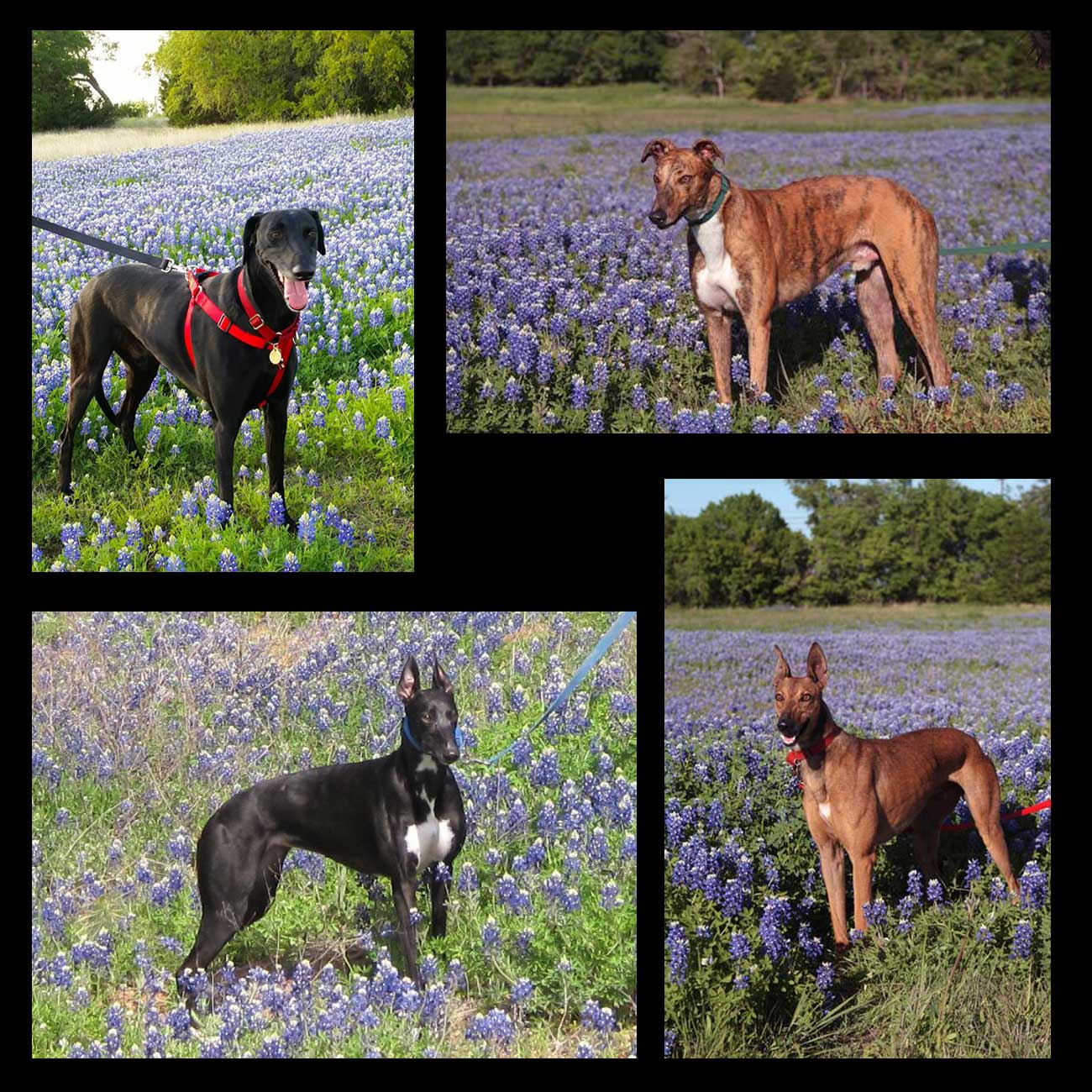 Greyhounds in bluebonnets