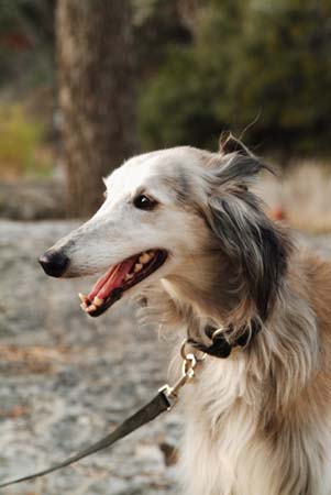 image of Greyhound