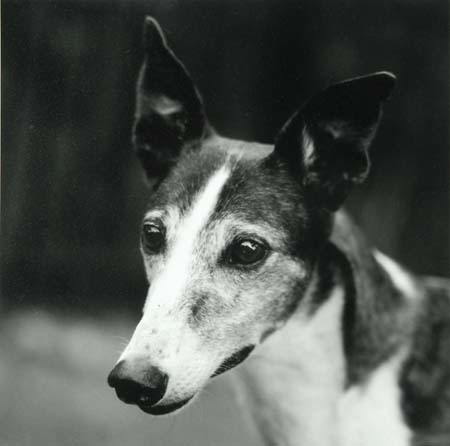 image of Greyhound