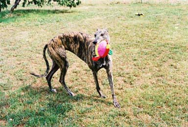 The gorgeous brindle Greyhound, Lindsay, romps with her stuffie (stuffed animal).