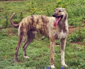 Travis is a big wirehaired brindle Greyhound/Wolfhound mix. He is standing in a grassy field.